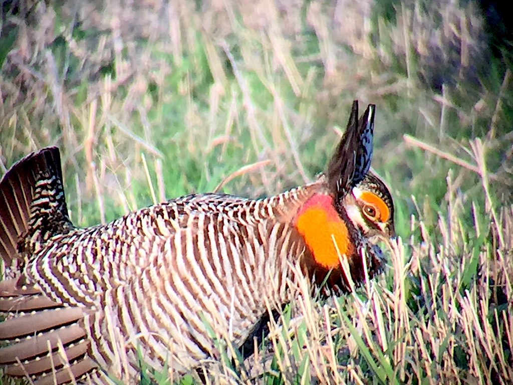 Prairie Chicken