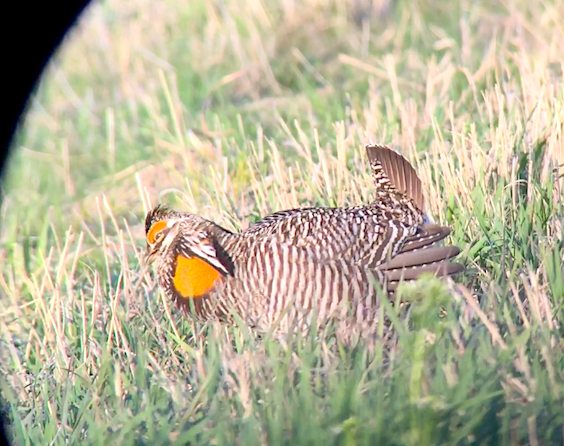 Prairie Chicken Video