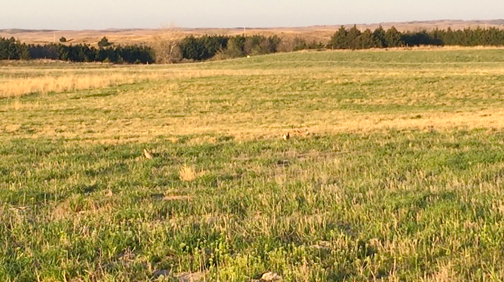 Prairie Chicken video