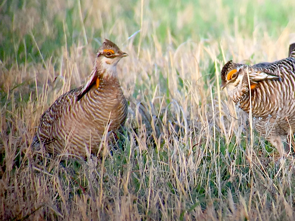 Prairie Chicken